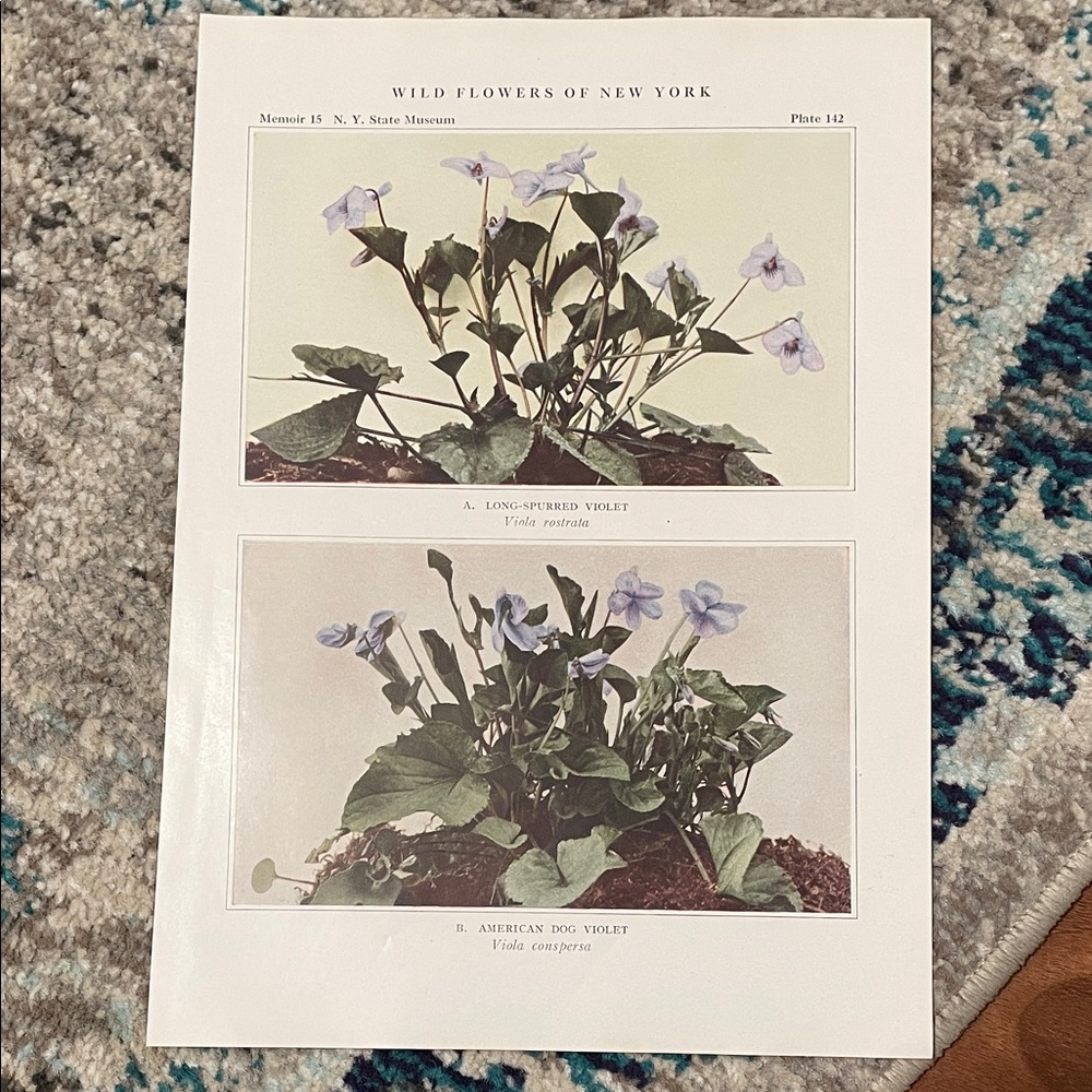 🌹FREE w/purchase vintage Wild Flowers Print Violet